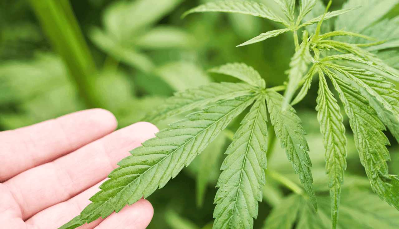 Hand berührt Cannabis Blatt